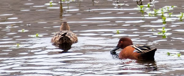 Cinnamon Teal