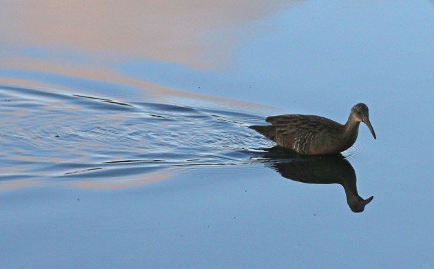 Clapper Rail