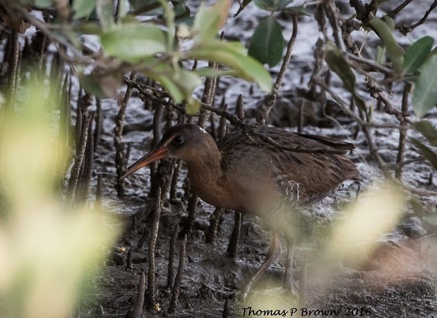 Clapper Rail