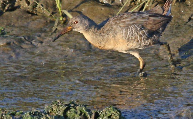 Clapper Rail