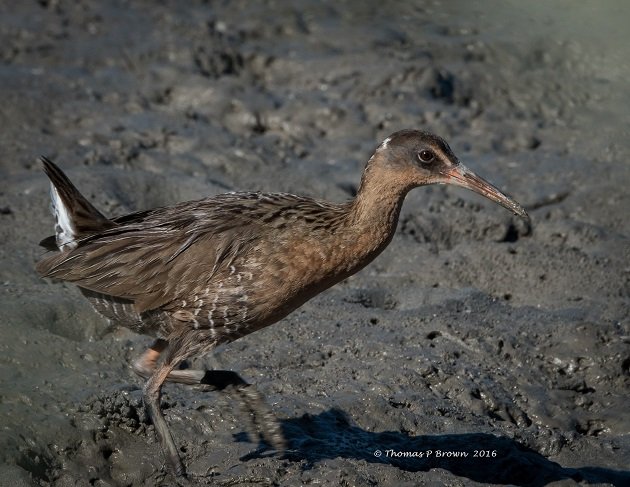 Clapper Rails (5) - Copy