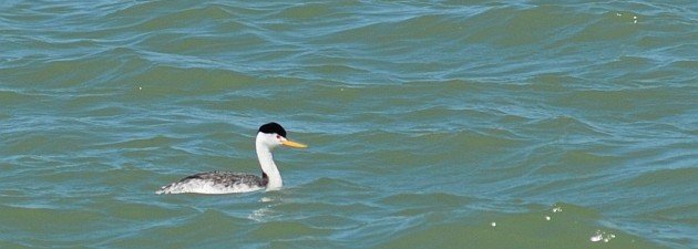 Clark's Grebe (Aechmophorus clarkii) by David J. Ringer