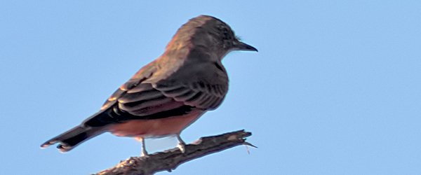 Cliff Flycatcher