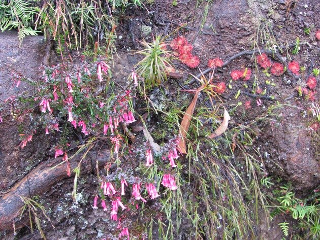 Cliff plants