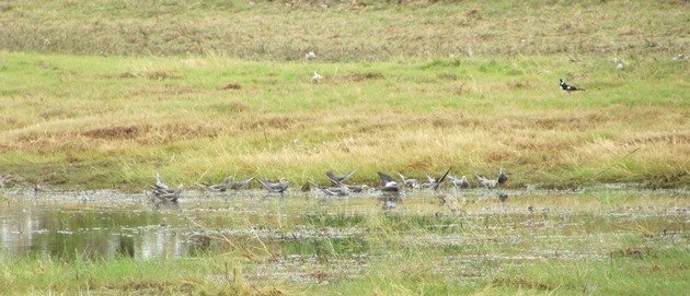 Cockatiels drinking and Magpie-lark