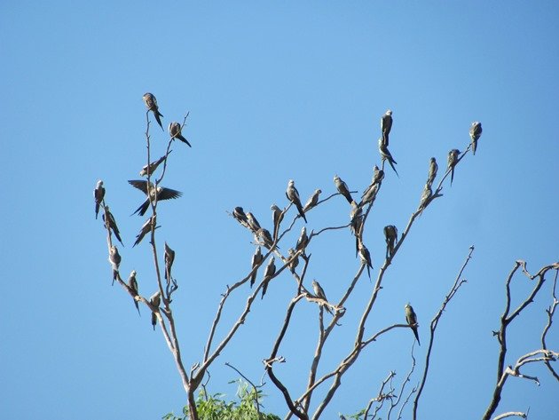 Cockatiels