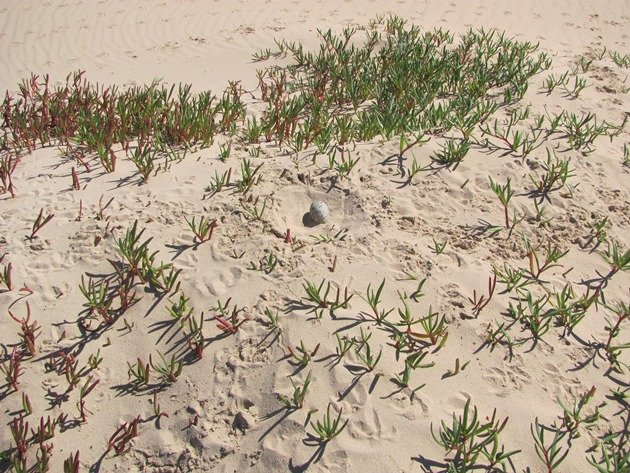 Coconut Wells nest (2)