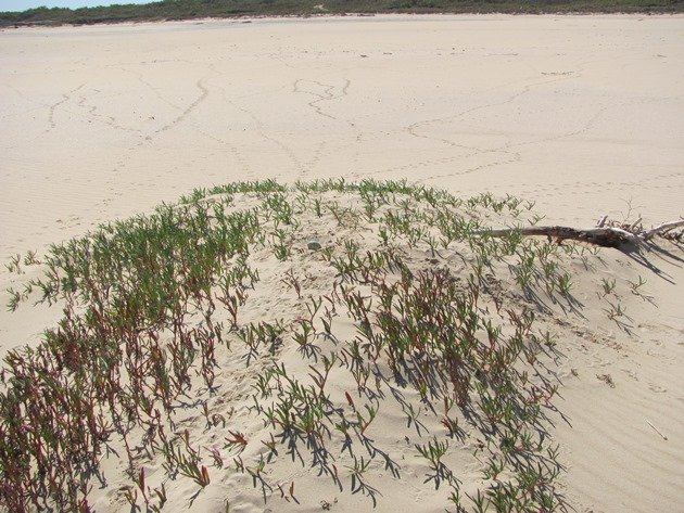 Coconut Wells nest (3)