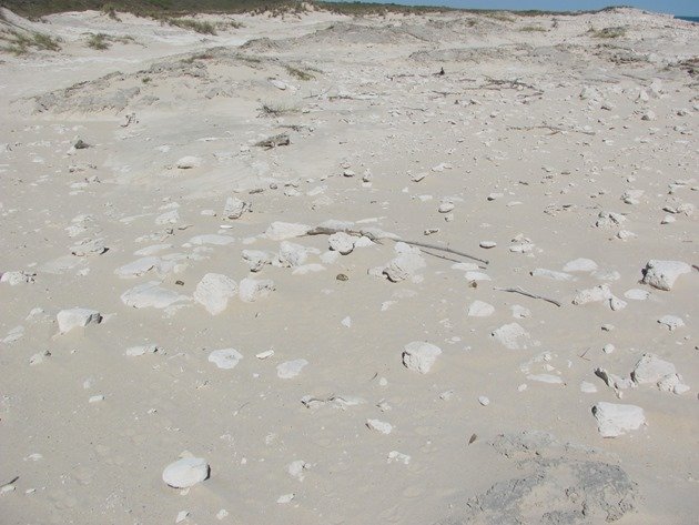 Coconut Wells nesting (2)