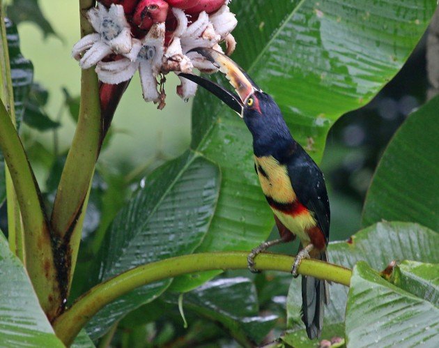 Collared Aracari eating pink bananas