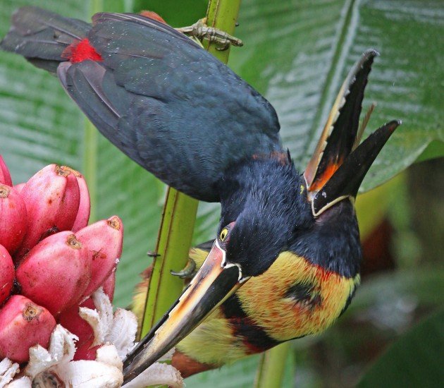 Collared Aracari showing serrated tongue