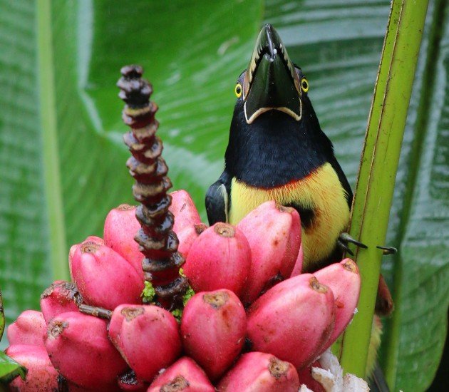 Collared Aracari staredown