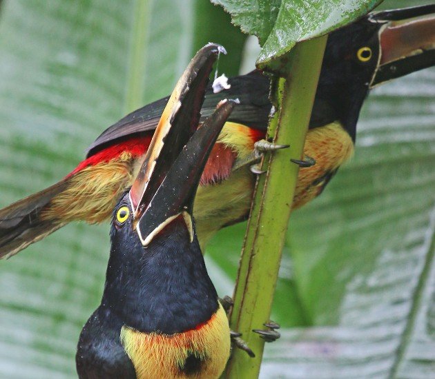 Collared Aracari tossing back some banana