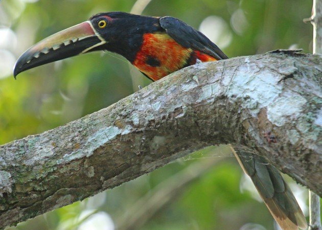 Collared Aracari