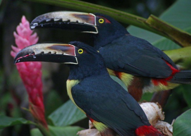 Collared Aracaris