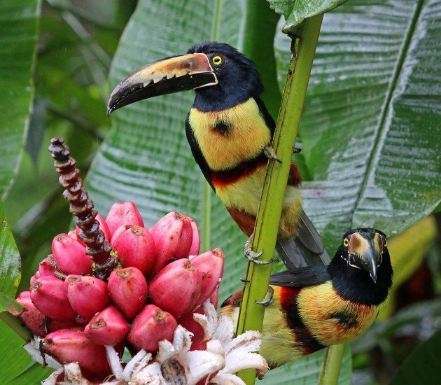 Collared Aracaris enjoying pink bananas by the pool