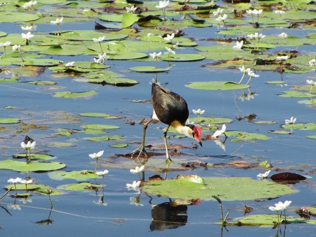 Comb-crested Jacana (2)