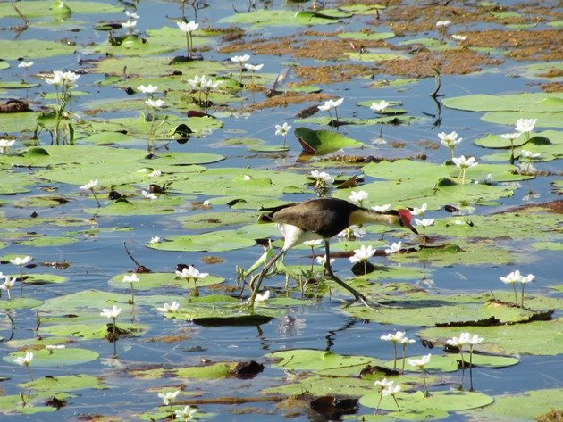 Comb-crested Jacana (2)