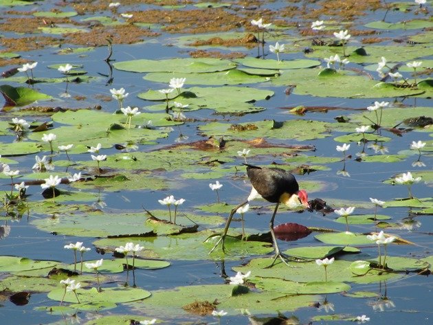 Comb-crested Jacana (3)