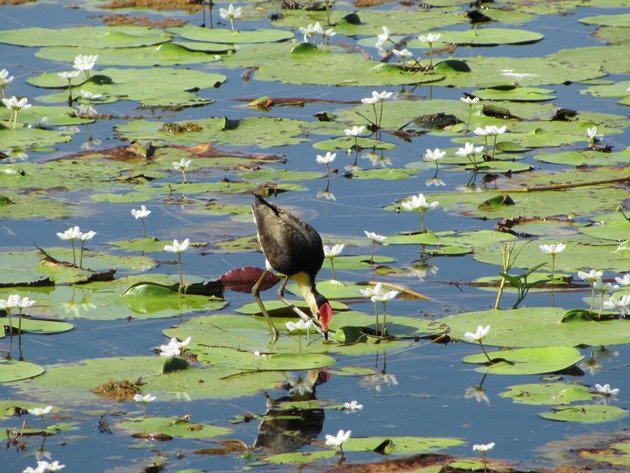 Comb-crested Jacana (4)