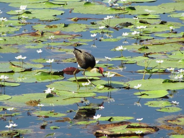 Comb-crested Jacana (5)