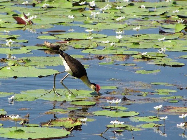 Comb-crested Jacana (6)