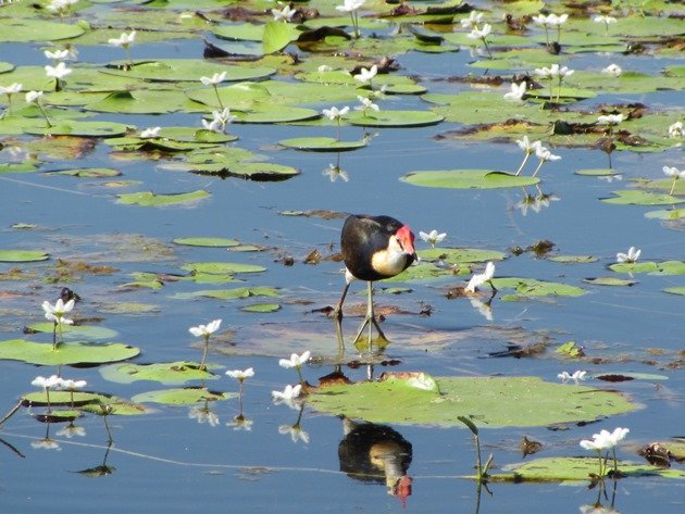 Comb-crested Jacana (8)