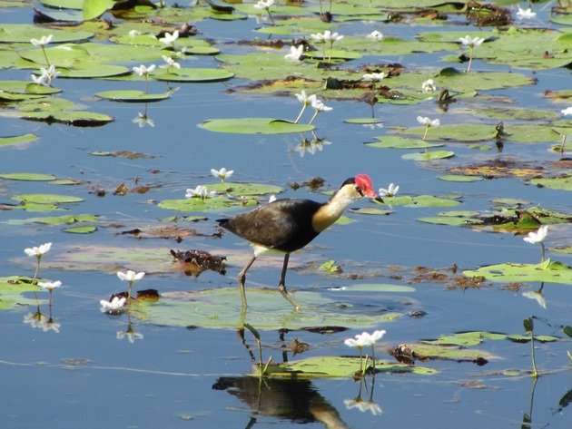 Comb-crested Jacana (9)