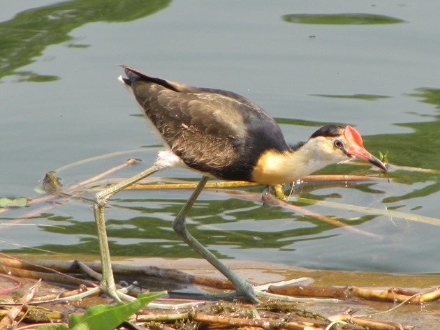 Comb-crested Jacana