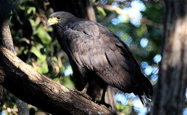 10-000-birds-puerto-vallarta-birds-10-000-birds