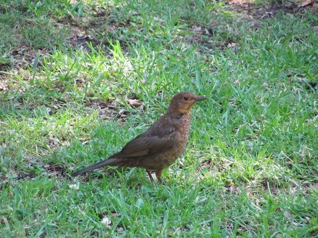 Common Blackbird