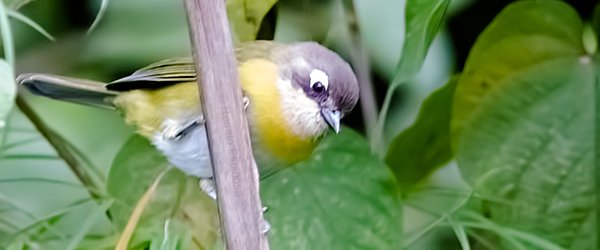 Common Bush-Tanager