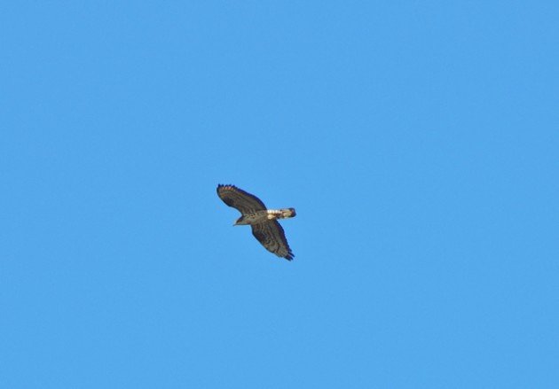 Common Buzzard or Honey Buzzard_