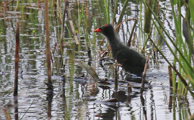 Common Gallinule youngster