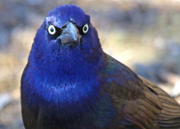 Common Grackle