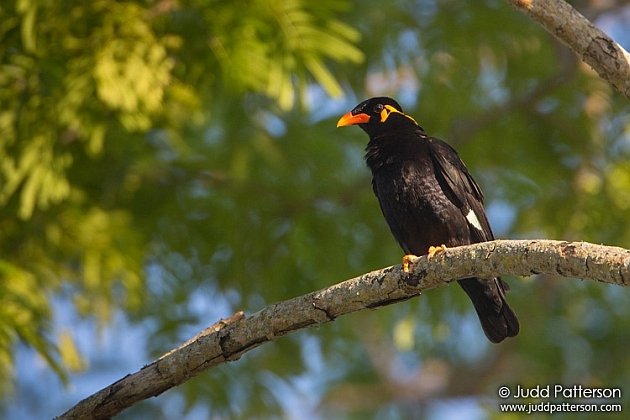 Common Hill Myna