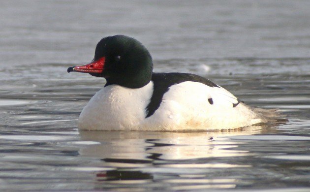 Common Merganser