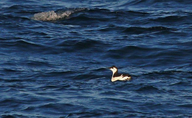 Common Murre