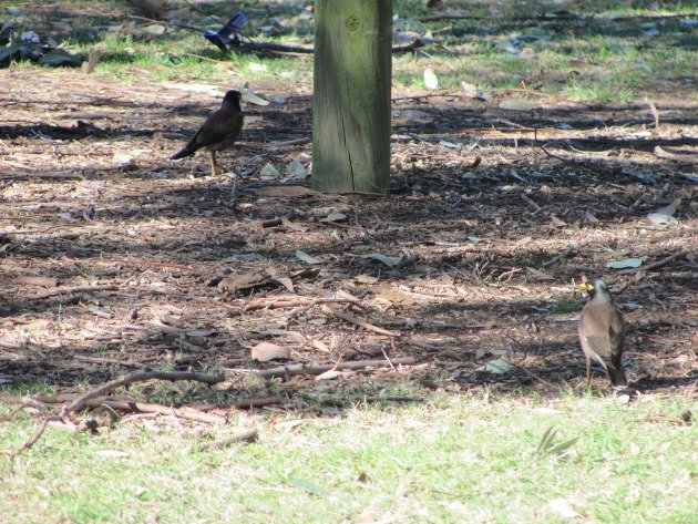 Common Mynas