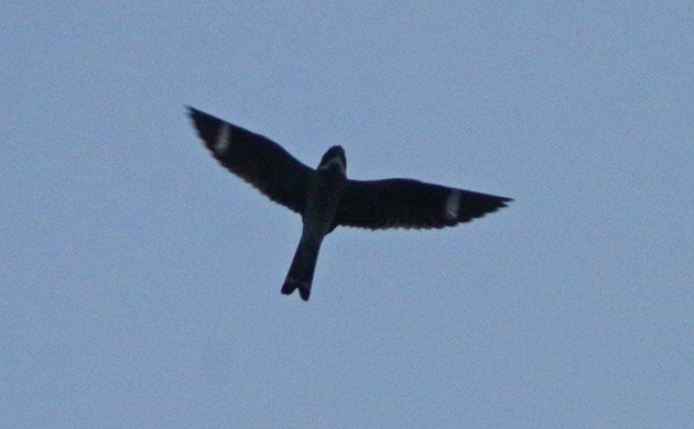 Common Nighthawk