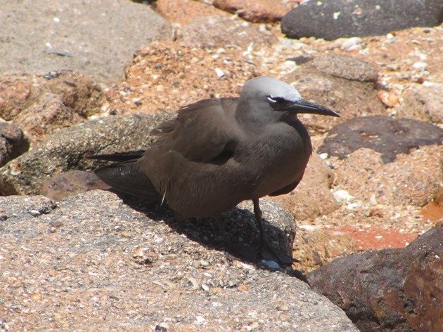 Common Noddy (2)