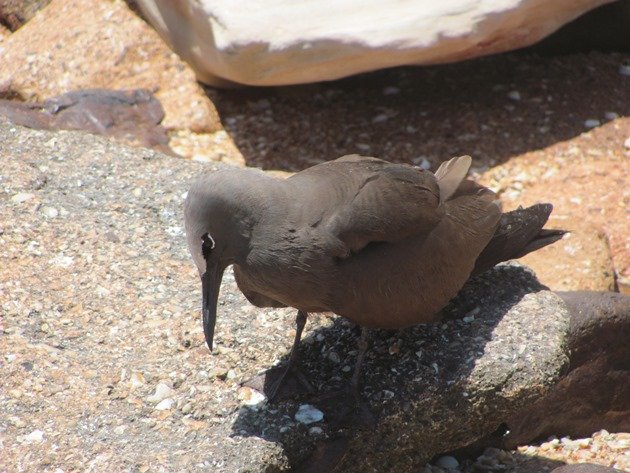 Common Noddy (3)