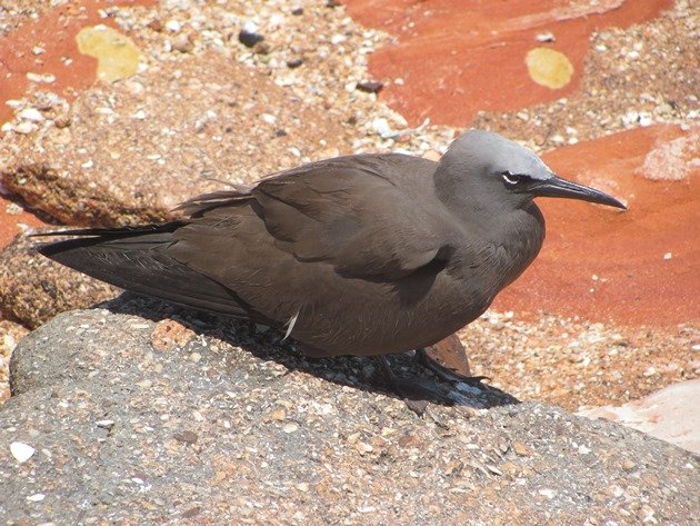 Common Noddy (4)