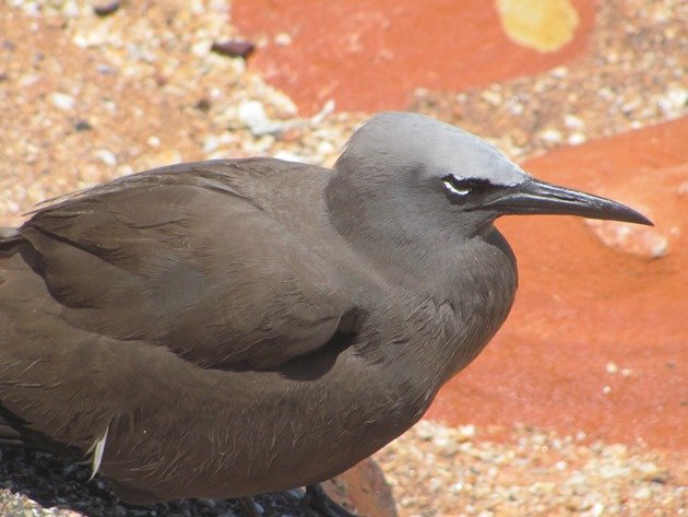 Common Noddy (5)