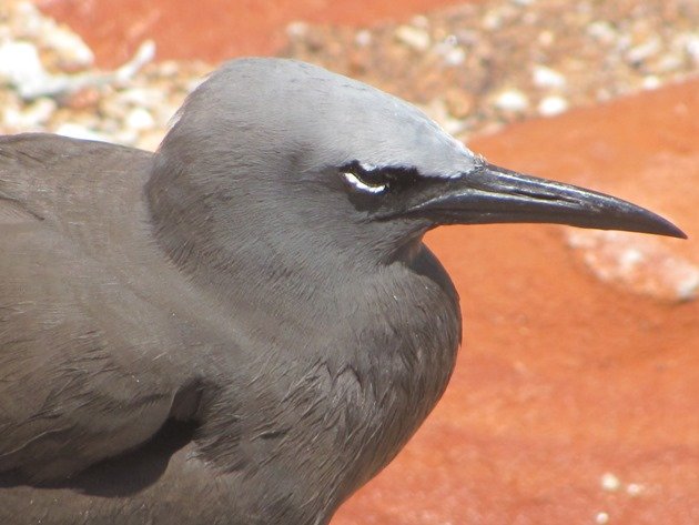 Common Noddy (6)