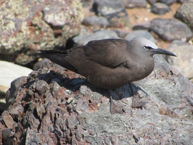 Common Noddy