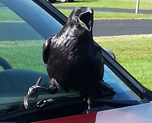 Common Raven by Jean Kings