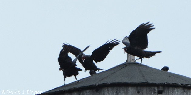 Common Ravens (Corvus corax) by David J. Ringer