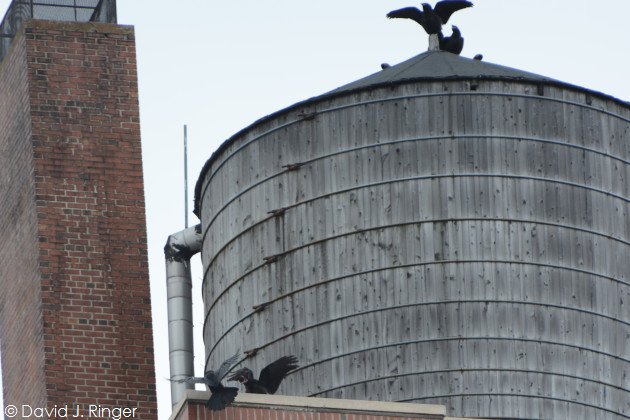 Common Ravens (Corvus corax) by David J. Ringer