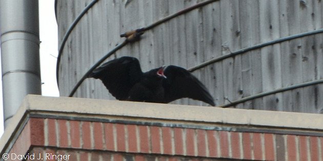 Common Ravens (Corvus corax) by David J. Ringer